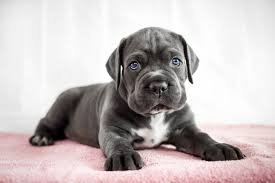 What is Cane Corso